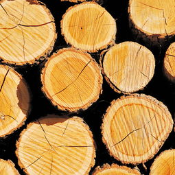 東北木業(yè)信息網(wǎng) 如何找到便宜的木材銷售渠道